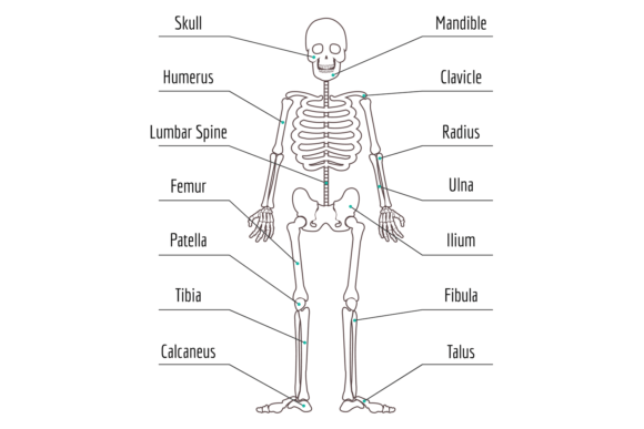 Human Bone Structure: A Detailed Anatomy Design
